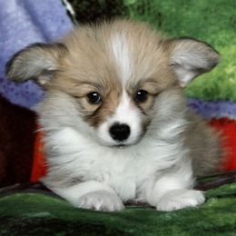 American Corgi Puppies from Martinez Corgis
