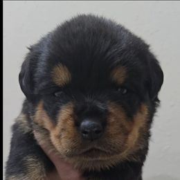 Dark pink girl - Black and mahogany female Rottweiler puppy in Lake City, Florida from Haus Der Wut Kennels