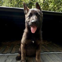 Sonja - Sable female German Shepherd puppy in London, Kentucky from Kentucky Bluegrass Wirehair Dachshunds