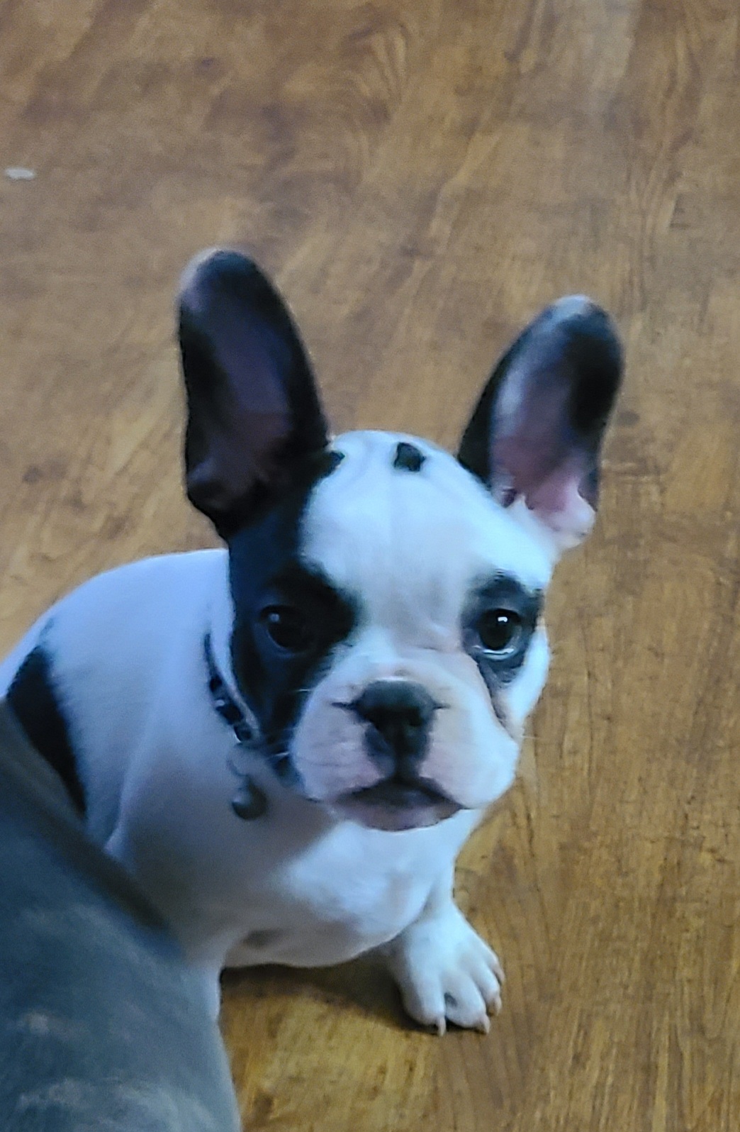 Girl 3 - French Bulldog puppy in Plano, Texas from Thompson's Frenchies