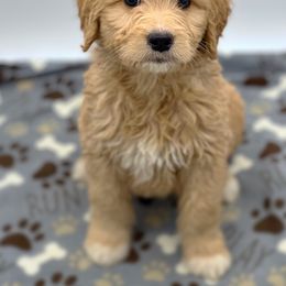 Tonto - Goldendoodle puppy in Lancaster, Minnesota from North Star Dog Training