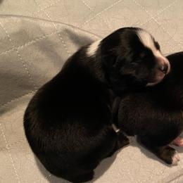 Black Bi female - Black & white female Australian Shepherd puppy in Ennis, Montana from D4R Australian Shepherds