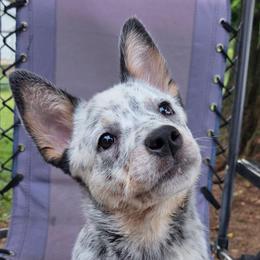 Meigs - Blue mottled female Australian Cattle Dog puppy in Knoxville, Tennessee from Shada Australian Cattle Dogs