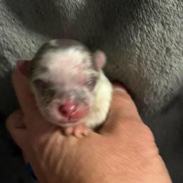 Candy - Blue merle and tan tri female Pomeranian puppy in Franklin, North Carolina from A&J Cutie Pawtooties
