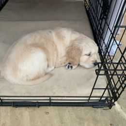 Golden Retriever Puppies from Daniel Ranch Golden Retrievers