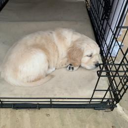 Golden Retriever Puppies from Daniel Ranch Golden Retrievers