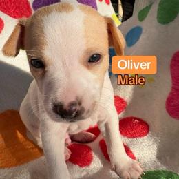 Oliver - White and lemon male Rat Terrier puppy in Redlands, California from Pets Are Priceless Ratties