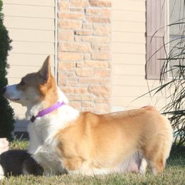 Stitch - Pembroke Welsh Corgi