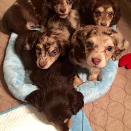 Dachshund Puppies from Little Lords & Ladies Dachshunds