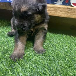 Purple collar Girl 2 - Black and tan female German Shepherd puppy in Joshua, Texas from American Viking GSD Ranch