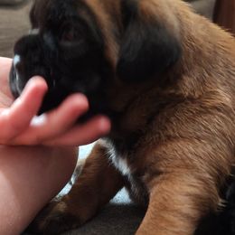 Boxers from Moonlitboxers