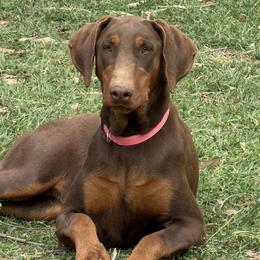 Doberman Pinschers from Arkwatch Dobermans