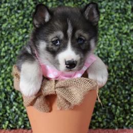Pink - Agouti and white female Siberian Husky puppy in York, Pennsylvania from Spalla Pups