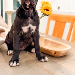 Light Pink - Black female Cane Corso puppy in St. Augustine, Florida from Ancient City Cane Corso