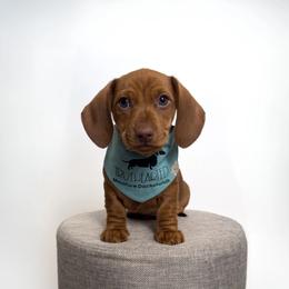 Dachshund Puppies from Truehearted Miniature Dachshunds