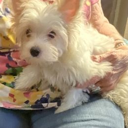 Yorkshire Terrier Puppies from Regina Jones's Yorkshire Terriers