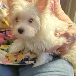 Yorkshire Terrier Puppies from Regina Jones's Yorkshire Terriers