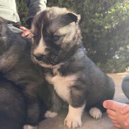 Pink - Sable and white female Siberian Husky puppy in Virginia Beach, Virginia from Fly Siberian