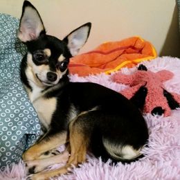 Rita - Chihuahua
