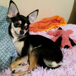 Rita - Chihuahua