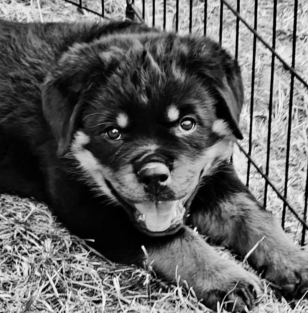 Rottweiler Puppies from Hilburgs Rottweilers