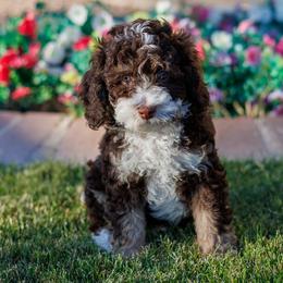 Porky - Brown and white male Bernedoodle puppy in Gilbert, Arizona from Safe Havynn Doodles