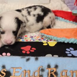 Peaky - Blue merle Miniature Australian Shepherd puppy in Middleburg, Florida from Tails End Ranch