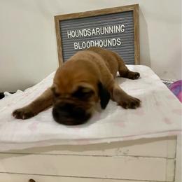 Girl 2 - Red female Bloodhound puppy in Paoli, Indiana from Houndsarunning Bloodhounds
