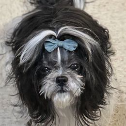 Oreo - Shih Tzu
