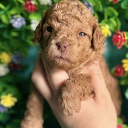 Goldendoodles from Barks and Bows Yorkies and Doodles