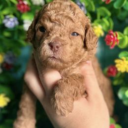 Goldendoodles from Barks and Bows Yorkies and Doodles