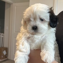 Eve - Black and white female Shihpoo puppy in Delaware, Ohio from 3 doodles’ littles