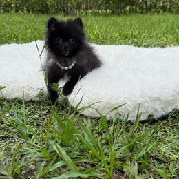 Tiny Nova - Black female Pomeranian puppy in Naples, Florida from 🤎 Dreaming Puppies 🐶