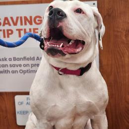 Syrax - White and black female American Bulldog puppy in Colorado Springs, Colorado from Calamity K9s