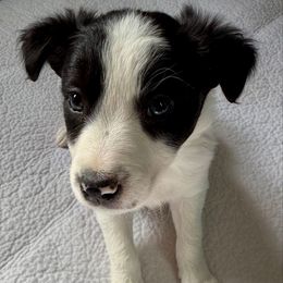 Panda - Black and white female Border Collie puppy in Rickman, Tennessee from Roaring River Border Collies