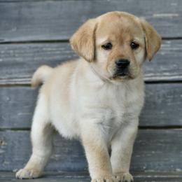 Yellow female - Yellow female Labrador Retriever puppy in Mississippi from Sure Shot English Labs