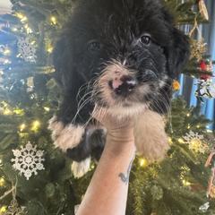 Bengal - White and black male Bordoodle puppy in Winnsboro, Texas from Pecan Grove Pups