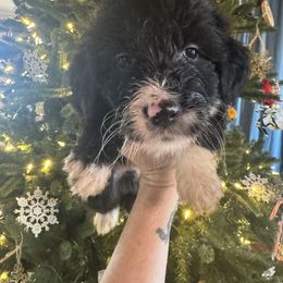 Bengal - White and black male Bordoodle puppy in Winnsboro, Texas from Pecan Grove Pups