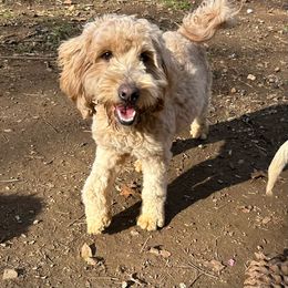 Pepper - Goldendoodle