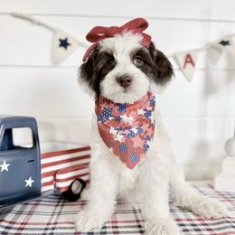 Iris (mint) - Brown and white female Bernedoodle puppy in West Haven, Utah from Harper Haven Cavapoos & Doodles