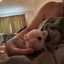 French Bulldog and Labrador Retriever Puppies from Desiree Ortiz's French Bull Dogs and Labrador Retrievers