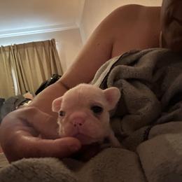 French Bulldog and Labrador Retriever Puppies from Desiree Ortiz's French Bull Dogs and Labrador Retrievers