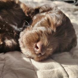 Double Doodle Puppies from Rock Creek Doodles