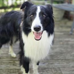 Old Time Scotch Collie and Scottish Collie All Grown Up from Sgàil Scottish Collies
