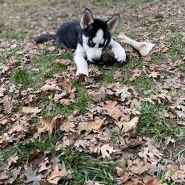 Siberian Husky Puppies from Phresh Pharm Husky Ranch