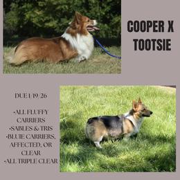 Pembroke Welsh Corgi puppies from Flying K Corgis