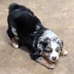 Onyx - Blue merle male Miniature Australian Shepherd puppy in Crockett, Texas from Pleasant Grove Aussies