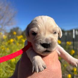 Red boy - Light golden male Golden Retriever puppy in Pahrump, Nevada from Southern Nevada Goldens