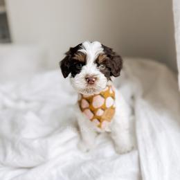 Coastal Maine - Tri-color male Australian Labradoodle puppy in Syracuse, Indiana from The Doodle Cove