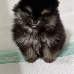 Elf - Black and tan male Pomeranian puppy in Coleman, Oklahoma from Pretty Poms